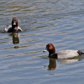 Pochard (Aythya ferina) adult males, Alan Prowse